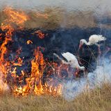Zwei Störche suchen nach Futter, obwohl ganz in ihrer Nähe der Boden brennt