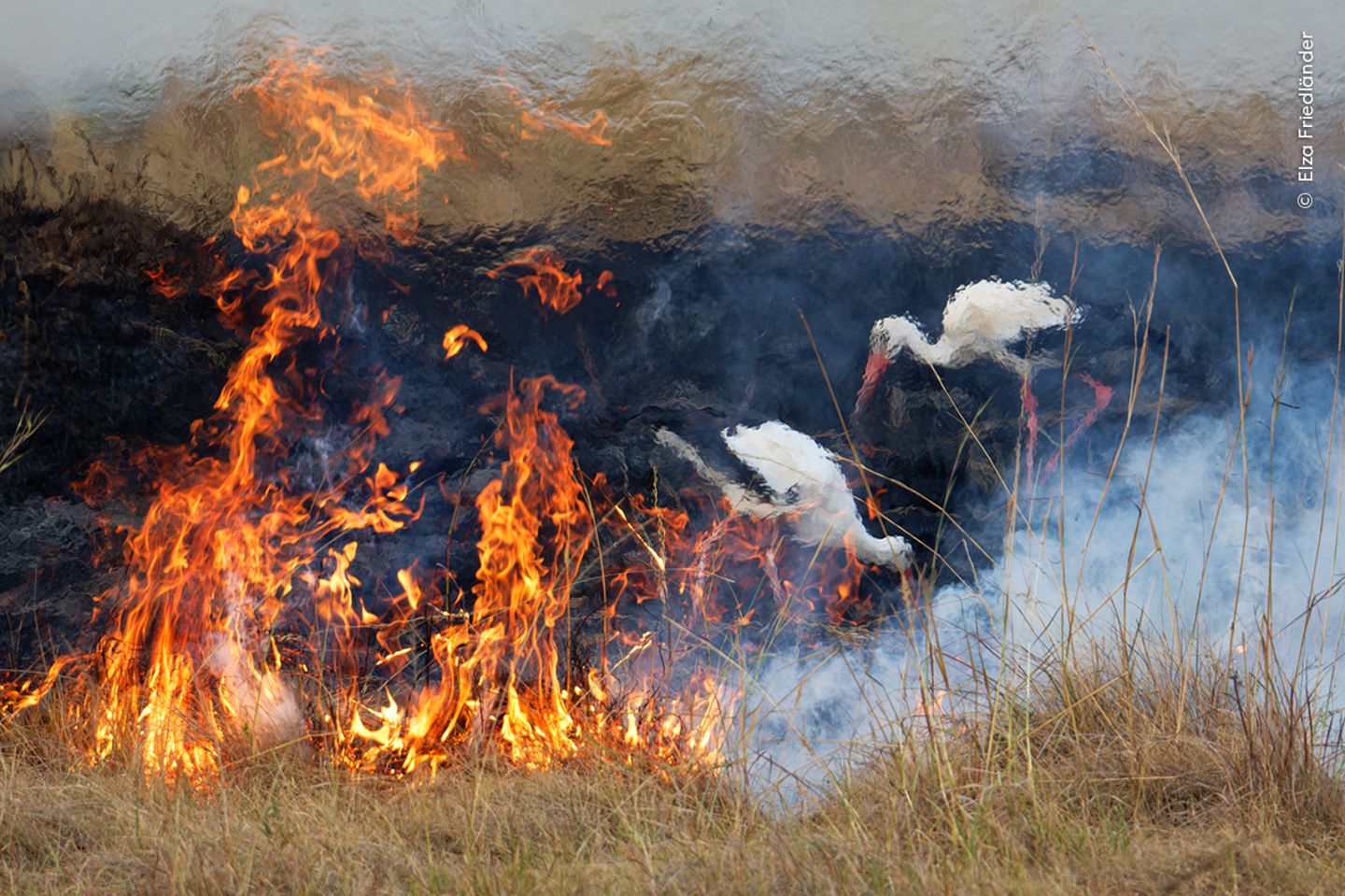 Feuervögel Zwei Störche suchen nach Futter, obwohl ganz in ihrer Nähe der Boden brennt