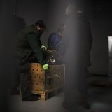 Männer öffnen eine Kiste, in der ein Tigerjunges aus der Ukraine gerettet wurde