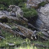 Ein Schneeleopard jagt eine Pallaskatze über die Felsen