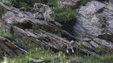 Ein Schneeleopard jagt eine Pallaskatze über die Felsen