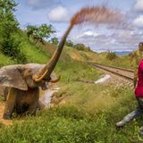 Ein Elefant, der von einem Zug verletzt wurde, kämpft mit dem Tod
