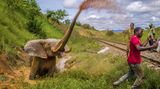 Ein Elefant, der von einem Zug verletzt wurde, kämpft mit dem Tod