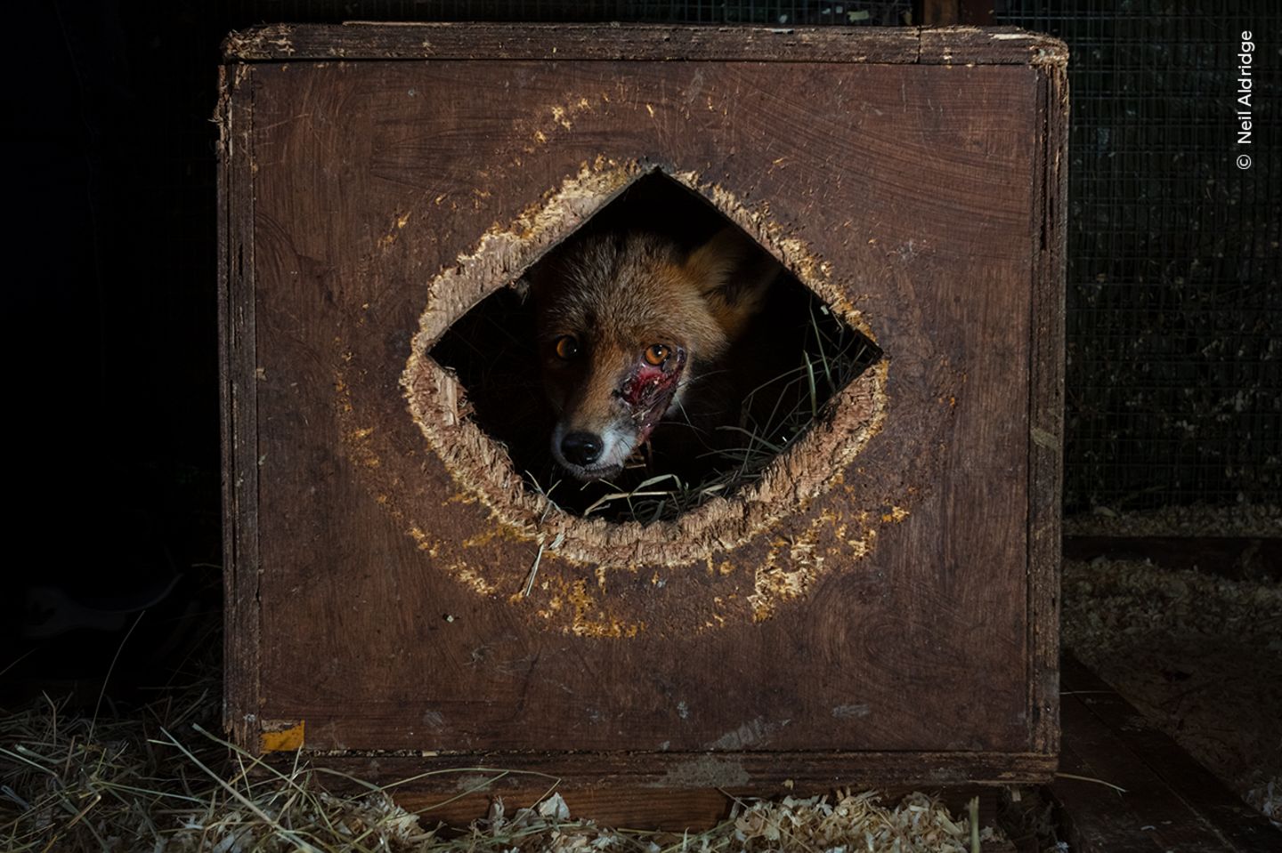 Der Gejagte Ein verletzter Fuchs lugt aus einer Kiste, in der er Zuflucht gesucht hat