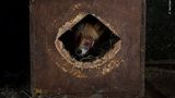 Ein verletzter Fuchs lugt aus einer Kiste, in der er Zuflucht gesucht hat