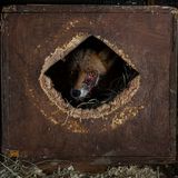 Ein verletzter Fuchs lugt aus einer Kiste, in der er Zuflucht gesucht hat