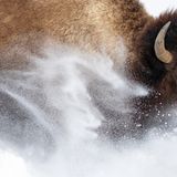 Ein Bison rennt durch den Schnee und wirbelt ihn auf