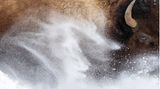 Ein Bison rennt durch den Schnee und wirbelt ihn auf