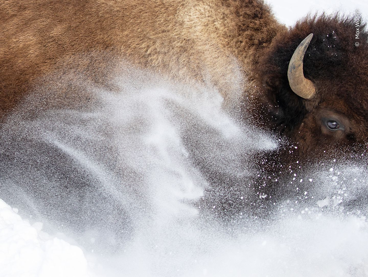 Schneegestöber Ein Bison rennt durch den Schnee und wirbelt ihn auf