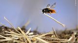 Eine Mauerbiene fliegt mit einem Halm zu ihrem Nest