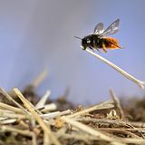 Eine Mauerbiene fliegt mit einem Halm zu ihrem Nest