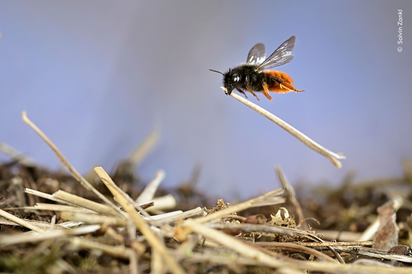 Fleißige Biene Eine Mauerbiene fliegt mit einem Halm zu ihrem Nest