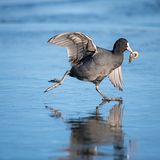 Ein Blesshuhn läuft über einen zugefrorenen Teich mit einer Schmerle im Schnabel