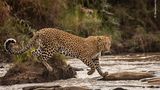 Ein Leopard blickt in die Kamera als er von Stein zu Stein über das Wasser geht