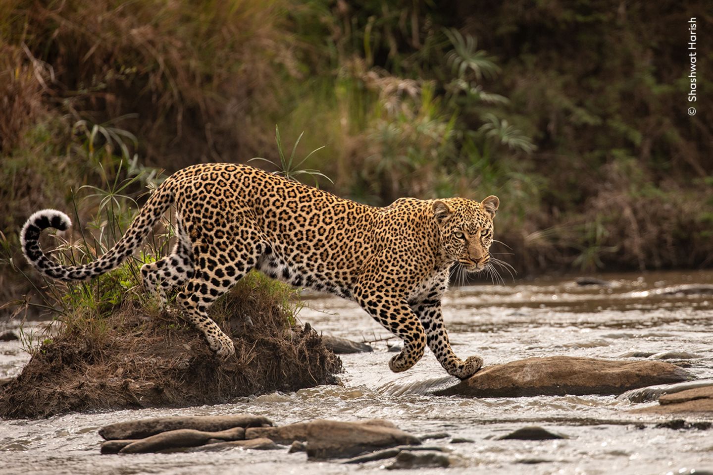Wie auf dem Laufsteg Ein Leopard blickt in die Kamera als er von Stein zu Stein über das Wasser geht