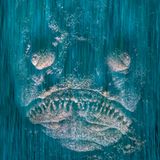 Ein Sterngucker lauert auf dem sandigen Grund des Mittelmeers auf Beute