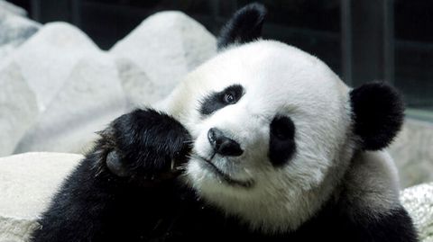 Panda-Weibchen Lin Hui, die Thailand von China ausgeliehen hatte frisst Bambus