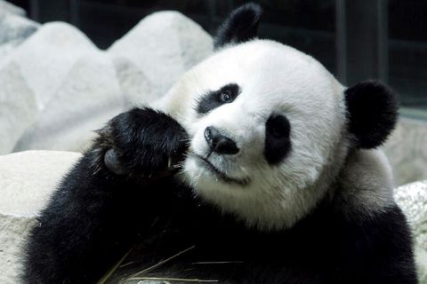 Panda-Weibchen Lin Hui, die Thailand von China ausgeliehen hatte frisst Bambus