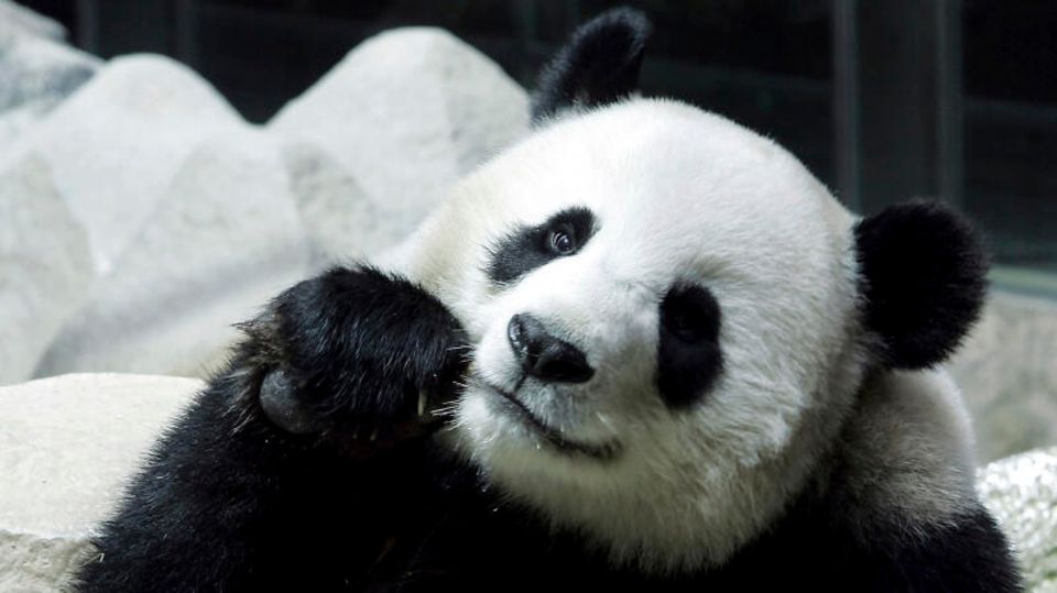 Panda-Weibchen Lin Hui, die Thailand von China ausgeliehen hatte frisst Bambus