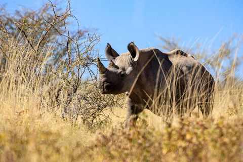 Ein Nashorn geht durch hohes, vertrocknetes Gras