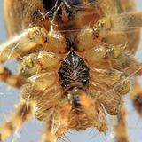 Der Körper einer Kreuzspinne in starker Vergrößerung