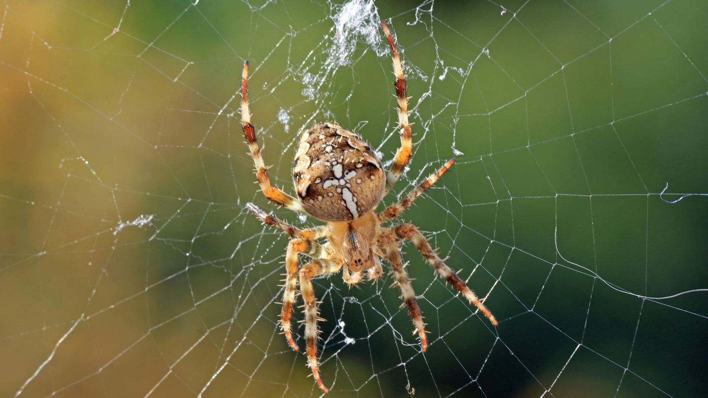 Eine Kreuzspinne sitzt im Netz