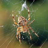 Eine Kreuzspinne sitzt im Netz