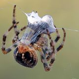 Eine Kreuzspinne wickelt ihren Fang ein