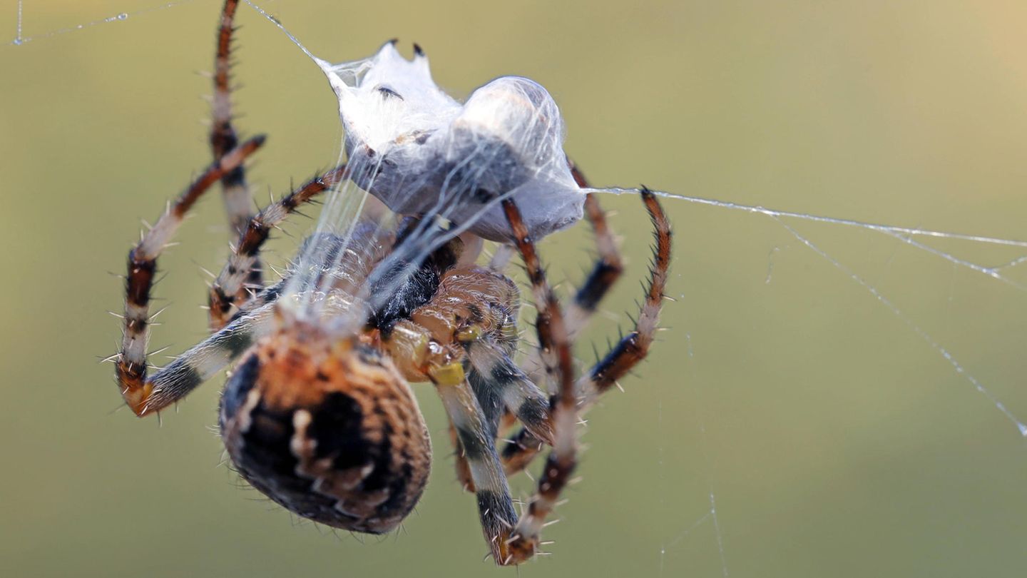 Eine Kreuzspinne wickelt ihren Fang ein