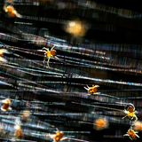 Junge Gartenkreuzspinnen im Sonnenlicht