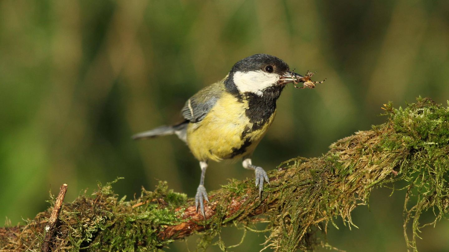 Eine Kohlmeise mit einer Kreuzspinne im Schnabel