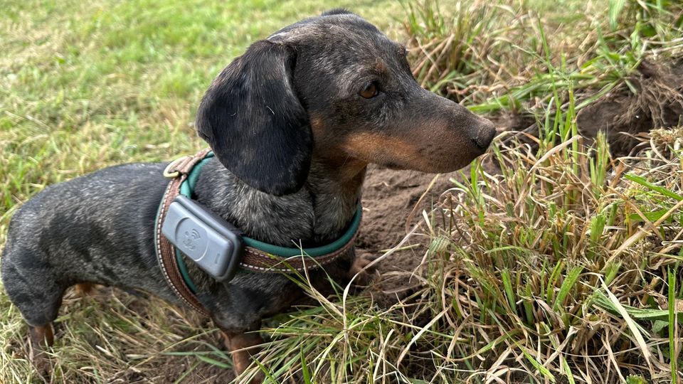 Fressnapf Tracker Dackel