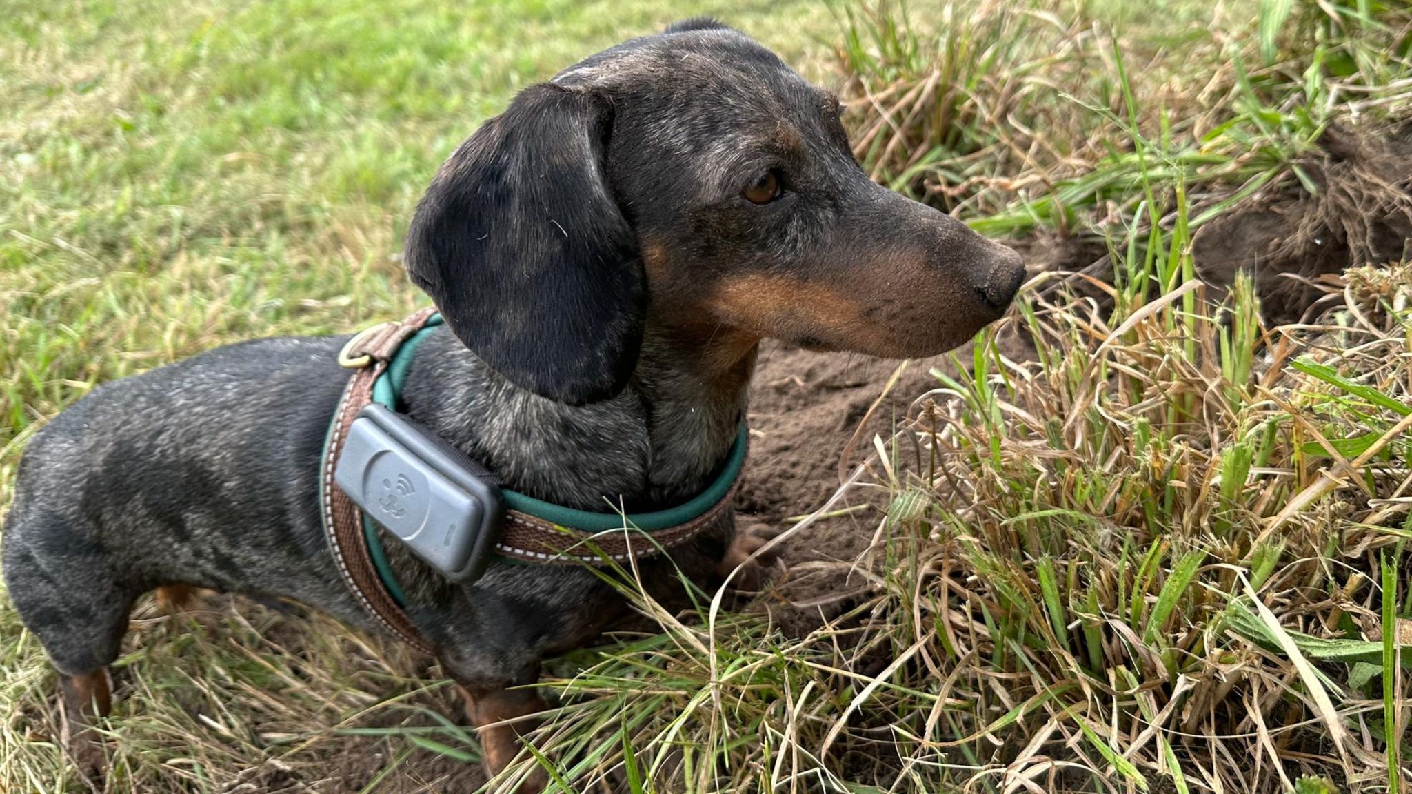 GPS Tracker für Hunde - lange Akkulaufzeit