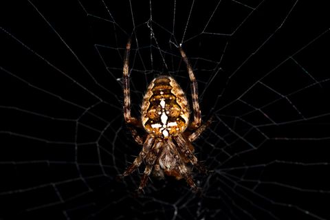 Eine Kreuzspinne im Netz vor dunklem Hintergrund