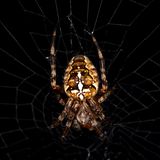 Eine Kreuzspinne im Netz vor dunklem Hintergrund