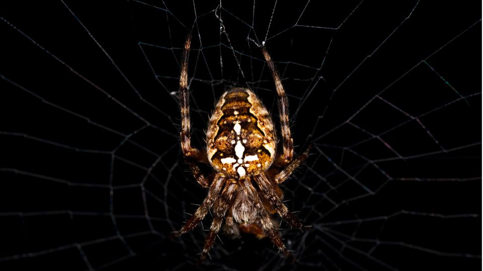 Eine Kreuzspinne im Netz vor dunklem Hintergrund