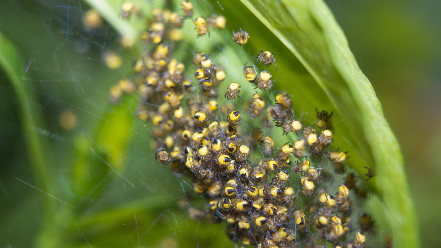 Ein Nest mit jungen Kreuzspinnen