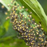 Ein Nest mit jungen Kreuzspinnen