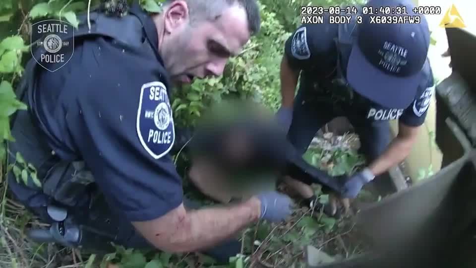 Schmerzhafter Einsatz: Polizei nimmt Verdächtigen fest – dann werden alle von Wespen attackiert