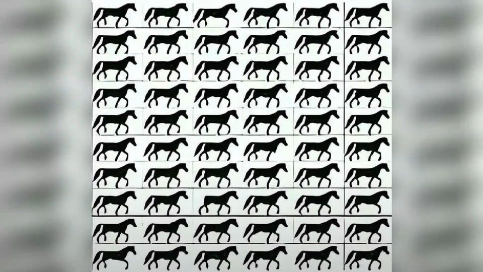 Augentest: Finden Sie das Pferd ohne Schweif? Augentest: Finden Sie das Pferd ohne Schweif?