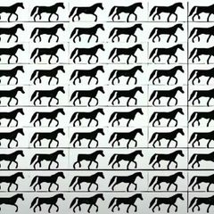 Augentest: Finden Sie das Pferd ohne Schweif?