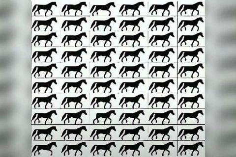 Augentest: Finden Sie das Pferd ohne Schweif?