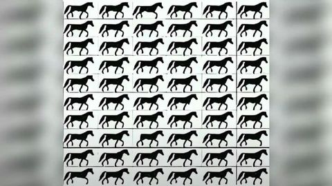 Augentest: Finden Sie das Pferd ohne Schweif?