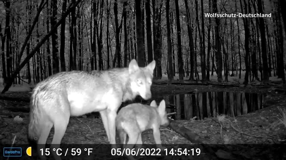 Video: Emotionale Debatte: Was schützt Weidetiere vor dem Wolf?