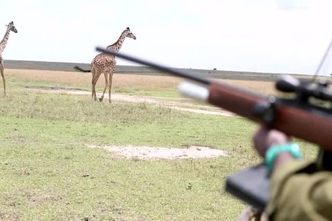 Video: Giraffen-GPS: Wie Kenias Ranger die Tiere orten