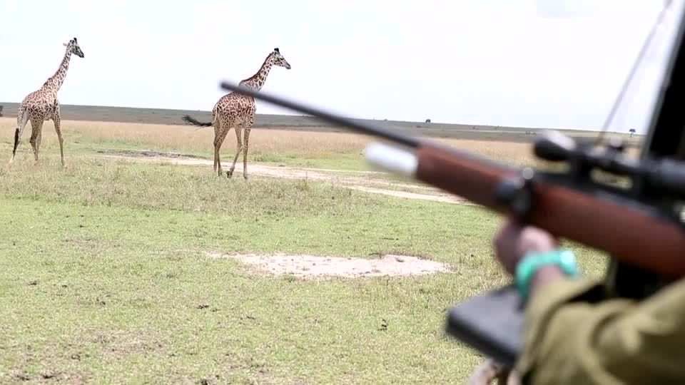 Video: Giraffen-GPS: Wie Kenias Ranger die Tiere orten