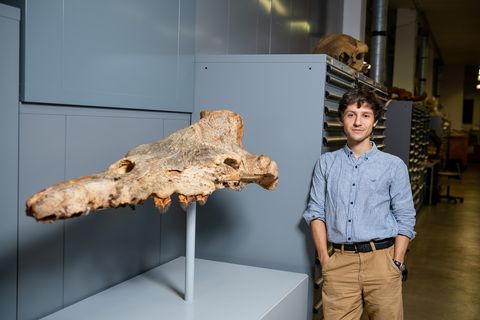 Mann im blauen Hemd neben versteinerte Schädel