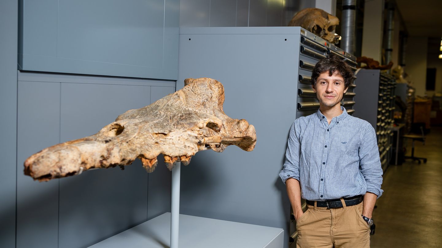 L’antica balena: forse il mammifero più grasso mai vissuto: visita un paleontologo