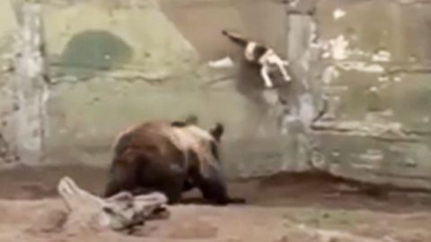 Im Zoo von Buenos Aires verirrt sich eine Katze in ein Bärengehege.