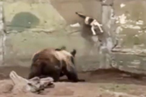 Im Zoo von Buenos Aires verirrt sich eine Katze in ein Bärengehege.